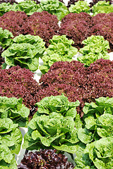 Image showing Lettuce on a bed