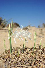 Image showing Large white flower Pancratium maritimum