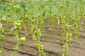 Image showing tomatoes in greenhouses