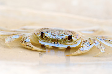 Image showing Freshwater land crab