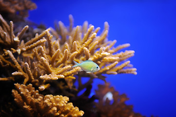 Image showing Fish and corals of the Red Sea