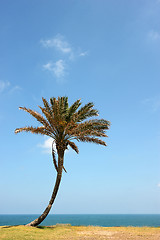 Image showing Park of Ashkelon in Israel