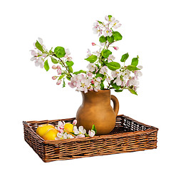 Image showing Branch of blossoming apple-tree in clay pitcher on white backgro