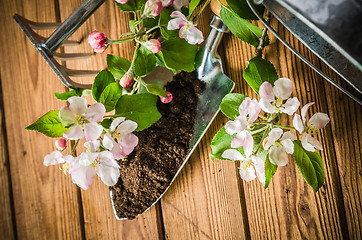 Image showing Branch of blossoming apple and garden tools on a wooden surface,