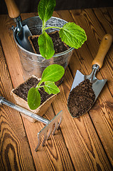 Image showing Seedlings zucchini and garden tools on a wooden surface