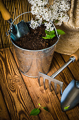 Image showing Gardening tools and a branch of a blossoming white lilac