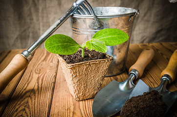 Image showing Seedlings zucchini and garden tools on a wooden surface