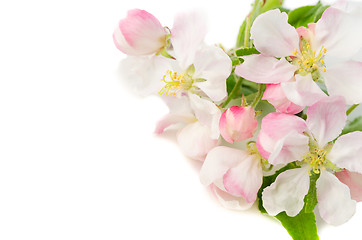 Image showing Branch of a blossoming apple-tree on a white background, close-u