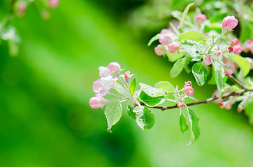 Image showing A branch of blossoming Apple trees in springtime, close-up