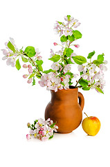 Image showing Branch of blossoming apple-tree in clay pitcher on white backgro