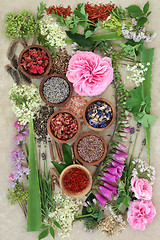 Image showing Natural Herbal  Medicine