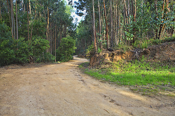 Image showing Road in a green forest in the spring