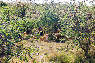 Image showing pride of lions resting in savannah at africa