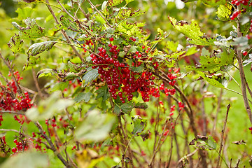 Image showing red currant bush at summer garden 