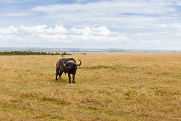 Image showing buffalo bull grazing in savannah at africa