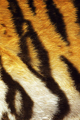 Image showing closeup of tiger stripes on fur