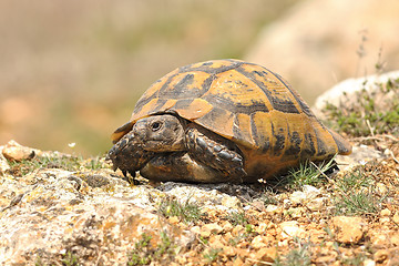 Image showing Testudo graeca on rocky ground