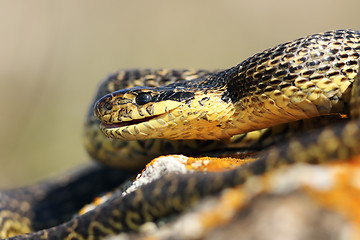 Image showing close up of blotched snake head