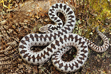 Image showing beautiful common adder male