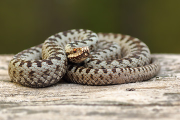 Image showing european crossed adder basking on wood