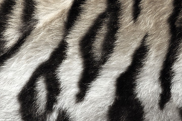 Image showing black and white real pattern of tiger pelt