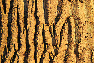 Image showing tree bark texture