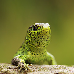 Image showing closeup of male sand lizard