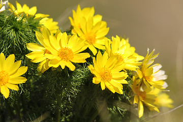 Image showing yellow pheasant\'s eye flowers