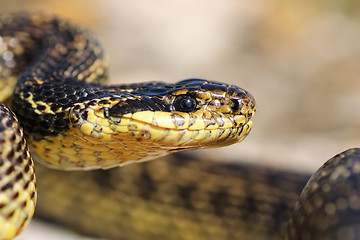 Image showing macro portrait of beautiful european snake