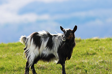 Image showing mottled goat on green lawn