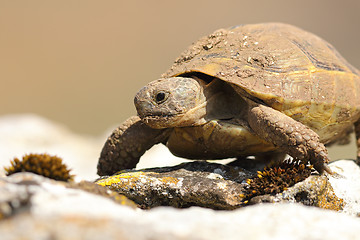 Image showing portrait of wild greek turtoise