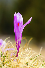 Image showing detail of saffron crocus