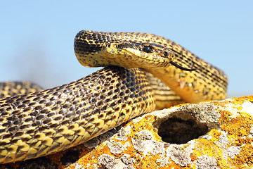 Image showing blotched snake ready to attack