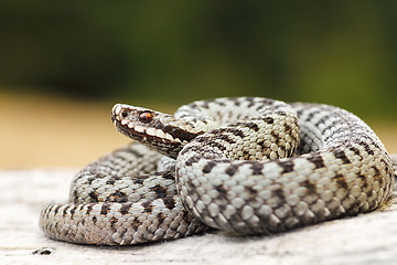 Image showing beautiful common crossed viper basking on wood stump