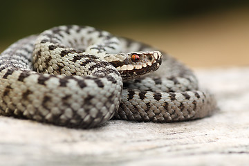 Image showing closeup of beautiful male common adder