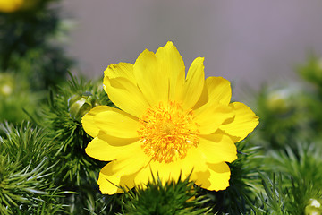 Image showing closeup of pheasant s eye flower