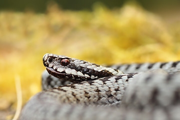 Image showing portrait of male Vipera berus