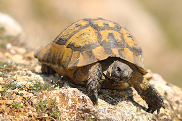 Image showing closeup of wild Testudo graeca