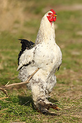 Image showing big rooster on green lawn