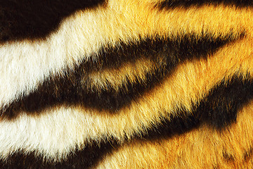 Image showing detail of tiger fur texture