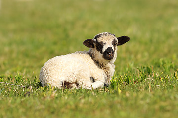 Image showing cute mottled lamb