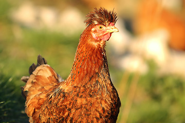Image showing shaggy hen portrait