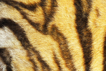 Image showing close up of real tiger stripes