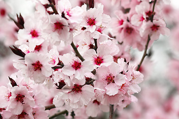 Image showing detail of japanese cherry tree flowers