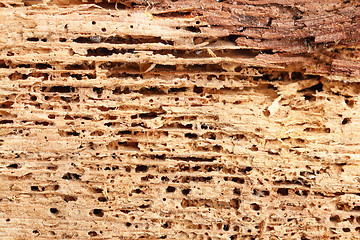 Image showing detail of fir wood damaged by fungus and insects