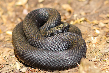 Image showing black nikolskii adder on the ground