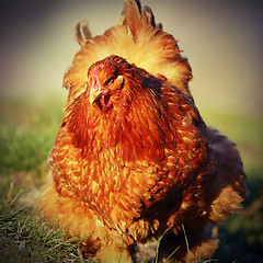 Image showing closeup of brown large hen