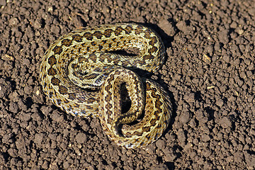 Image showing meadow viper on the ground