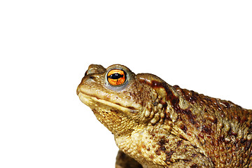 Image showing isolated closeup of brown common toad