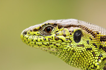 Image showing detailed portrait of sand lizard